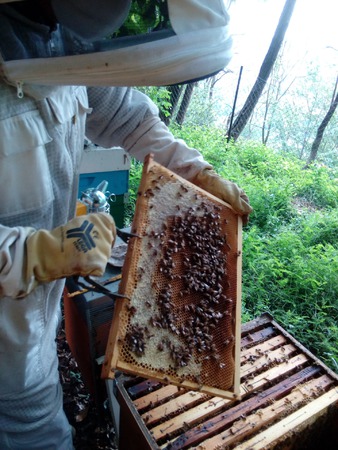Miledù apicoltura